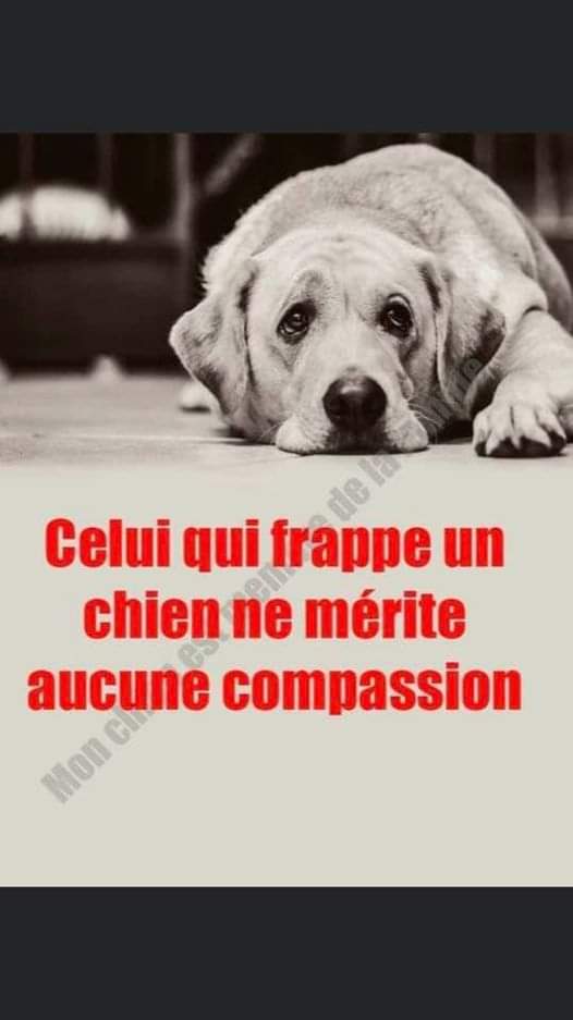 Celui qui frappe un chien ne mérite aucune compassion 👌