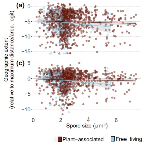 GlobalFungi (@globalfungi) on Twitter photo In non-symbiotic fungi, that have smaller spores than mycorrhizal ones, geographic range of distribution depends on spore size. Insights, that would be impossible to get without the <a href="/globalfungi/">GlobalFungi</a>
database! onlinelibrary.wiley.com/doi/full/10.11… In non-symbiotic fungi, that have smaller spores than mycorrhizal ones, geographic range of distribution depends on spore size. Insights, that would be impossible to get without the <a href="/globalfungi/">GlobalFungi</a>
database! onlinelibrary.wiley.com/doi/full/10.11…