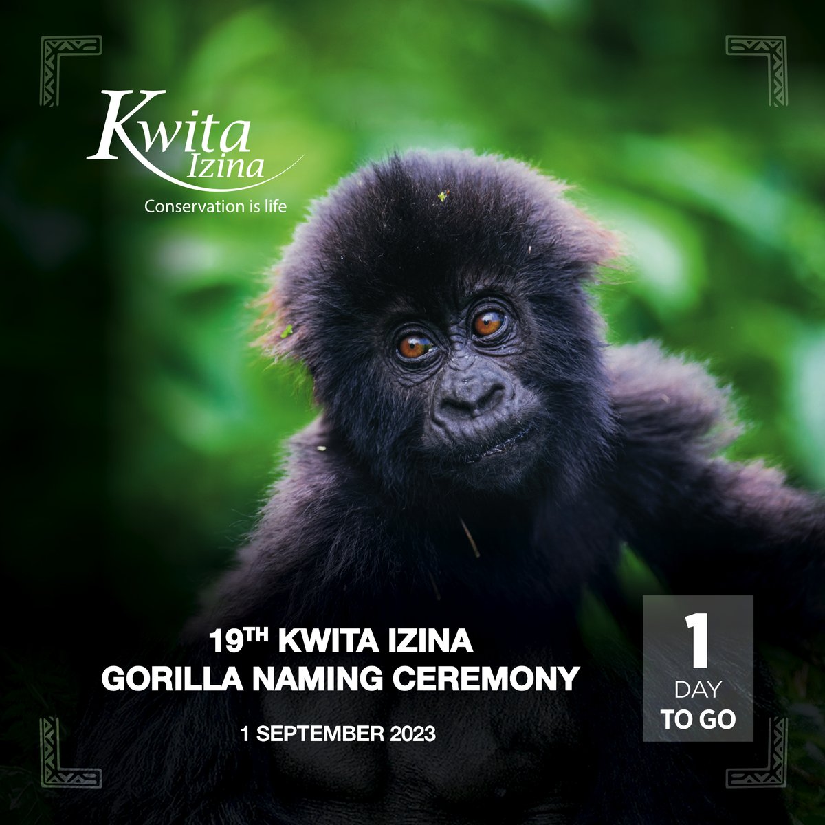 Kwitaizina's tweet image. Tomorrow is the day we've been waiting for!

Get ready to celebrate the arrival of 23 baby gorillas in a truly memorable way at the 19th edition of the Kwita Izina Gorilla Naming Ceremony!

🗓️: Friday, 1 Sep 2023

📍: Kinigi, @MusanzeDistrict ⛰️

#KwitaIzina🦍I #VisitRwanda🇷🇼