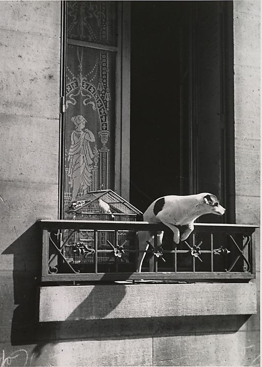 André Kertész. 
Le chien de la concierge 
1929. Paris France 
#JeudiPhoto