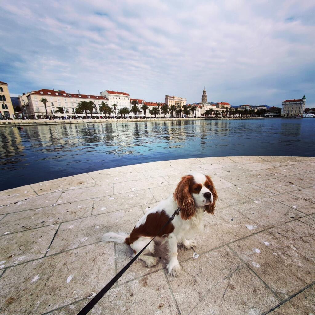 Split in Croatia is a lovely city to visit with plenty of things to do, even out of season with a dog...

rjontour.com/split-croatia/

 #splitcroatia #Croatia #earlybiz