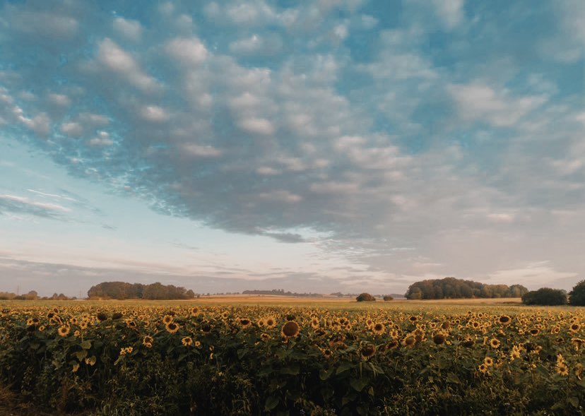 emilylmarriott's tweet photo. Morning walk 🌻 https://t.co/QHHHiKQcTI