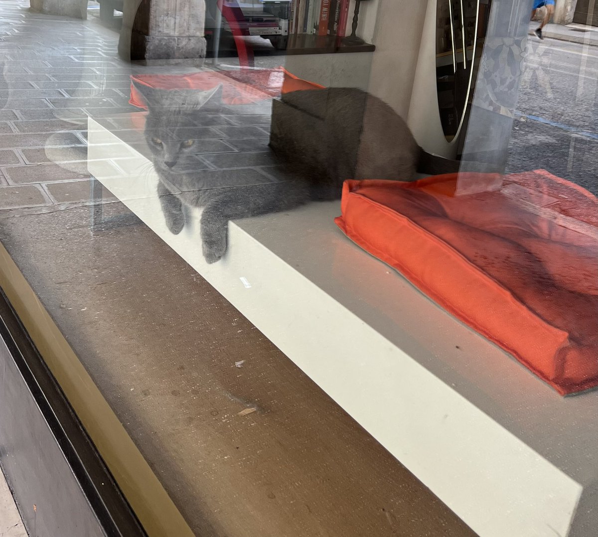 claudiascapin61's tweet photo. E poi camminando alle 8 di mattina davanti ad un negozio ti fermi a guardare questo gatto meraviglioso, ho atteso un po’ che si muovesse per capire se fosse veramente vivo o un’ottima riproduzione in vetrina 😅#corsofogazzaro #Vicenza #cemes #cat https://t.co/YbswKkuBaO