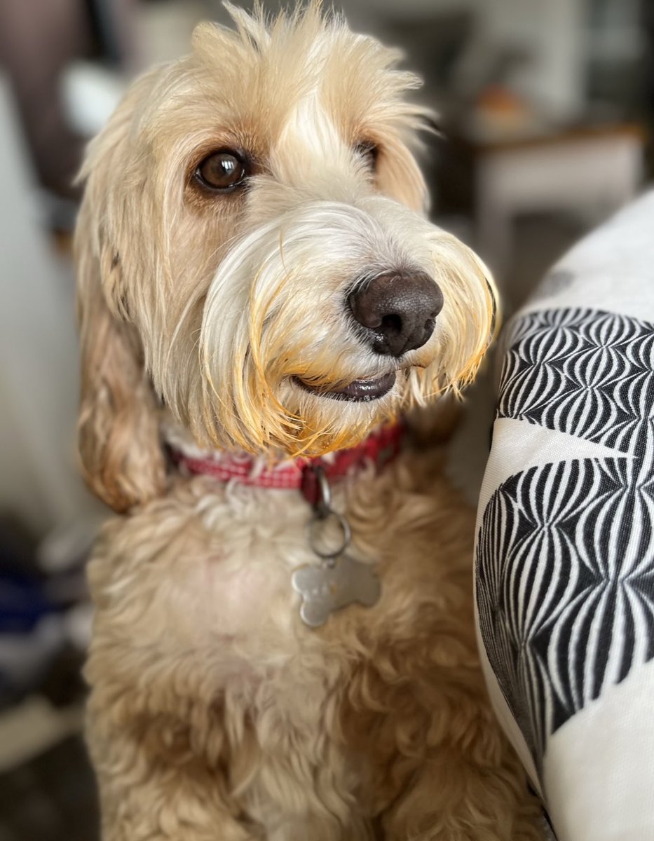 Happy tbt to all my pals. I’m remembering the joys of licking my first lasagne dish!! Off for fur cut this morning - see you otherside!!!