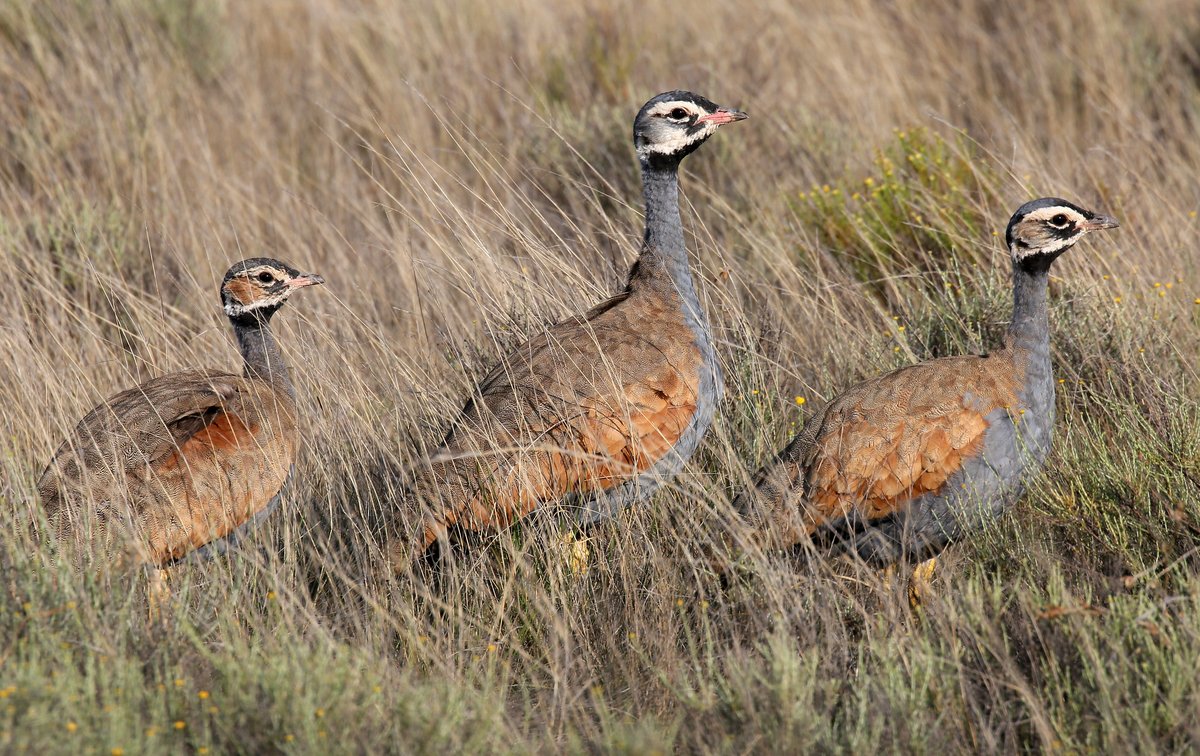 Tara Turkington tweet media