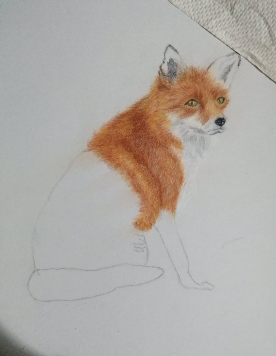 Glendabuzz's tweet photo. This little fox has encouraged me to get the coloured pencils out again
#polychromas #fabercastell https://t.co/vyFo3FwRVe