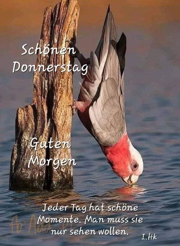 Guten Morgen 🌺