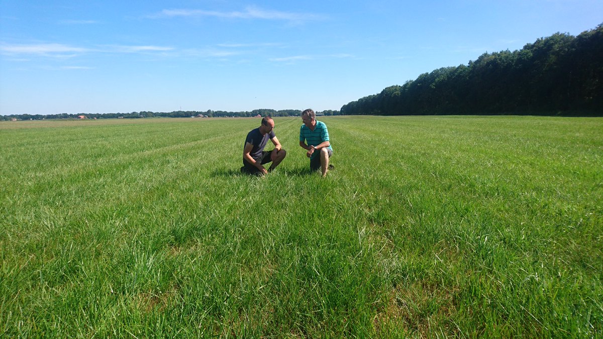 FlorisHeitkamp's tweet photo. Met het oog op het veranderende klimaat, richt ons internationale veredelingsprogramma zich al jaren op grassoorten en graszaadmengsels met een flinke droogteresistentie en toch voldoende voedingswaarde. #barenbrug #nutrifibre #droogte #voedergras 
https://t.co/QYdpfUpGny https://t.co/x51SD0AJxu