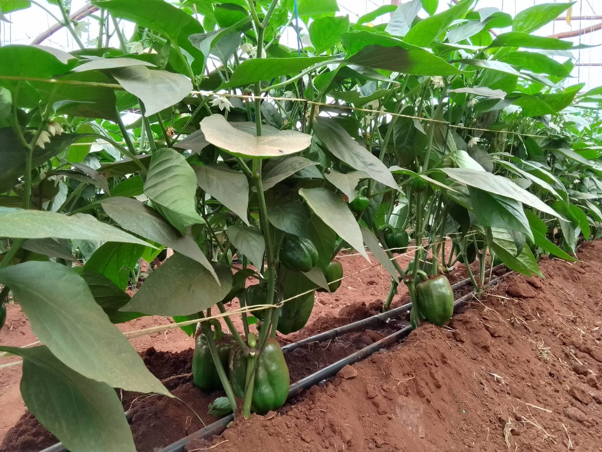Benefits of growing vegetables in a greenhouse:

1. Extended Growing Seasons: Year-round cultivation regardless of weather.
2. Climate Control: Regulate temperature, humidity, and light.
3. Protection from Pests: Barrier against pests and diseases
#farming #agriculture #FarmLife