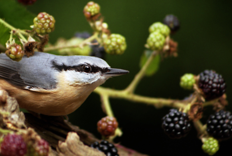 Gatwick Greenspace (@ggpwildlife) on Twitter photo Blackberries are a vital food source for a multitude of species including birds, dormice, foxes and invertebrates.
The flowers also provide important sources of energy rich nectar for pollinators like butterflies and bees.
📸Alan Price <a href="/SussexWildlife/">Sussex Wildlife Trust 🦔</a> Blackberries are a vital food source for a multitude of species including birds, dormice, foxes and invertebrates.
The flowers also provide important sources of energy rich nectar for pollinators like butterflies and bees.
📸Alan Price <a href="/SussexWildlife/">Sussex Wildlife Trust 🦔</a>