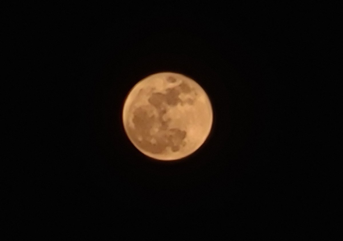 Gyrowoof's tweet image. #howls at the moon tonight. #lunatic