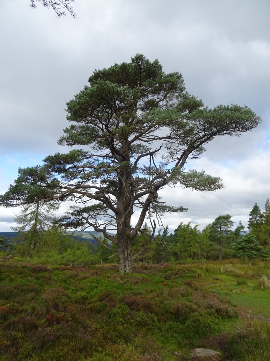 ZooStephen's tweet photo. A good return hike up and around #BirnhamHill @PKCTrust @PerthandKinross @VisitScotland 🏴 ⛅️
Just off the #RiverTayWay
Great to see diversity of habitats, trees, plants and wildlife - more natural than many Scottish hills and mixed forest on slopes
#rewilding @RewildScotland https://t.co/pjXD5bC7M1