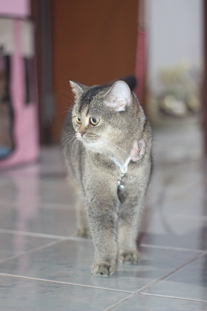 Garfield_PN's tweet photo. แบ่งเลี้ยงค่าา ขอคนที่พร้อมปล่อยน้องถูกๆ
น้องเป็นผู้หญิงชื่อยูมิ พันธุ์สกอตติชโฟลด์
วัคซีนครบ ทำหมันแล้ว 
เกิด 10/12/2564 อายุ 1 ปี 8 เดือน
เลี้ยงระบบปิดตลอด สนใจทักได้ค่ะ
#ขายแมว #หาบ้านให้แมว #สกอตติช #Scottish #ขายแมวสกอตติชโฟลด์ #แมว #สก็อตติช #สก็อตติชโฟลด์ https://t.co/K5O369E99u