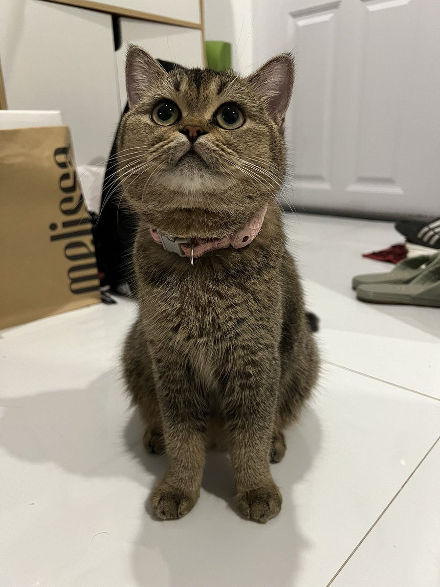 Garfield_PN's tweet photo. แบ่งเลี้ยงค่าา ขอคนที่พร้อมปล่อยน้องถูกๆ
น้องเป็นผู้หญิงชื่อยูมิ พันธุ์สกอตติชโฟลด์
วัคซีนครบ ทำหมันแล้ว 
เกิด 10/12/2564 อายุ 1 ปี 8 เดือน
เลี้ยงระบบปิดตลอด สนใจทักได้ค่ะ
#ขายแมว #หาบ้านให้แมว #สกอตติช #Scottish #ขายแมวสกอตติชโฟลด์ #แมว #สก็อตติช #สก็อตติชโฟลด์ https://t.co/K5O369E99u
