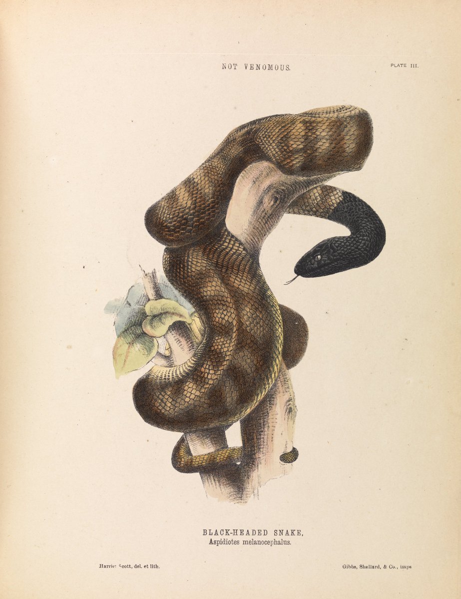 Here is another lovely illustration of a Black-headed Snake
#illustration #artwork #Snake #naturalhistory #naturalhistorybooks #naturalhistoryart #animalart #engravingart #historymuseum #historylovers #bookillustrations #vintageprints #artfollow #artcollector