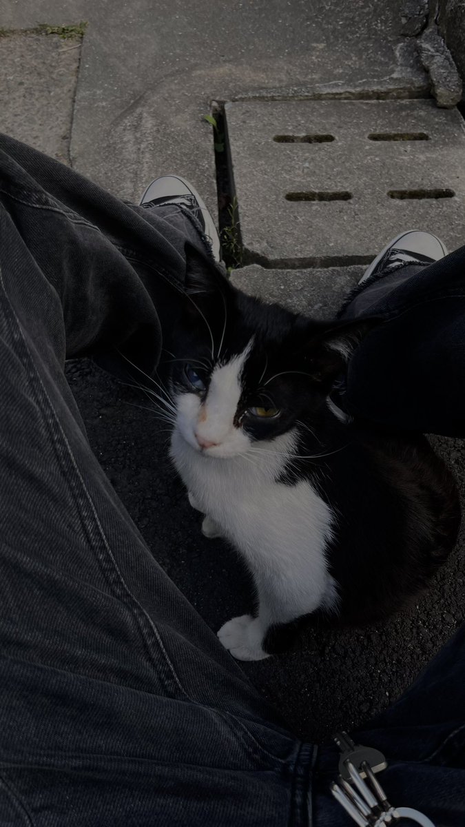 317270's tweet photo. ほんとに猫ってかわいい
#ねこ https://t.co/SStazSDTRk