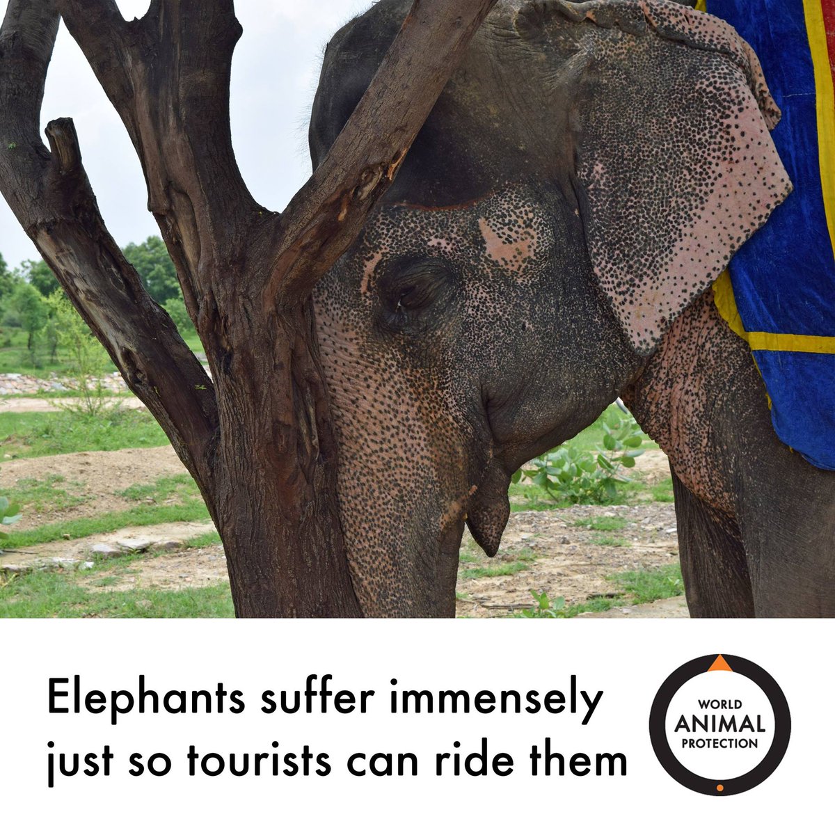 MoveTheWorldIN's tweet photo. Elephants are wild animals, NOT entertainers. You can help ensure elephants are given the life of freedom they deserve.
Please donate now: https://t.co/A6pT2vX4FW
#EndElephantRides #WildlifeNotEntertainers #AmerFort #WildlifeBelongsToWild #Bekindtoanimals https://t.co/p6TJYrRdUp