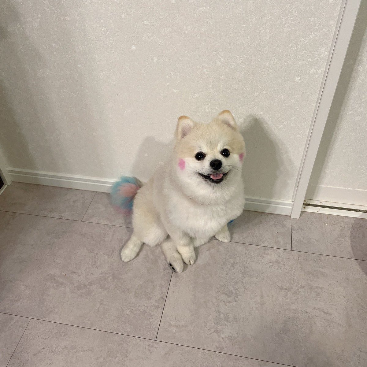 化粧もしてるし座り方も女の子っぽいけど、男の子です🐶

 #犬   #ポメラニアン