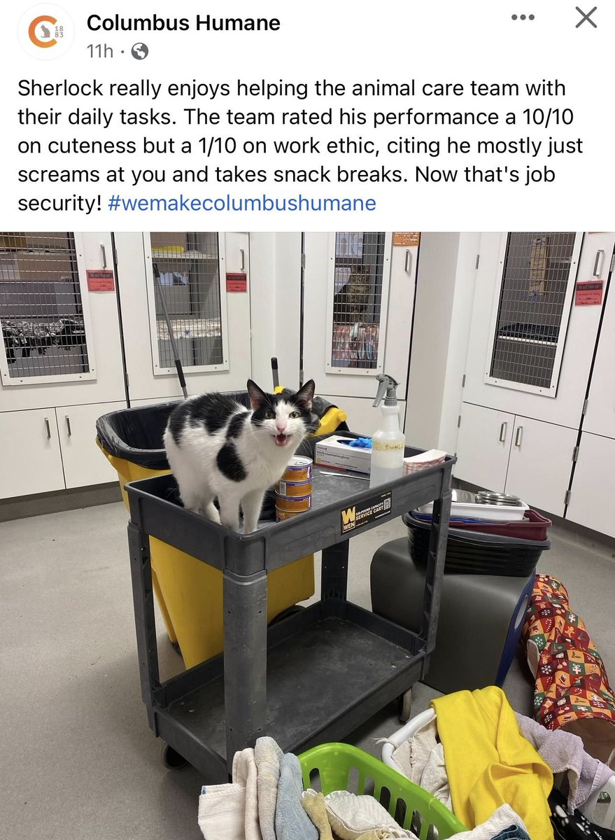 cats with jobs 🛠 (@catworkers) on Twitter photo 