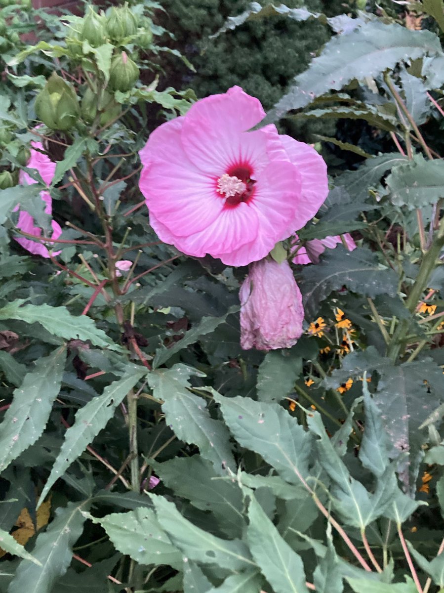 CollieCrusader's tweet photo. 🌺 Come on all you collieflowers, it’s time ⏰ to wakey 😴 wakey! We’ll check in with the hibiscus 🌺 later today to see if they’ve woken up and perked up!
#hibiscus #collieflower #collie #roughcollie #timetoriseandshine https://t.co/9qaSy2LRA0