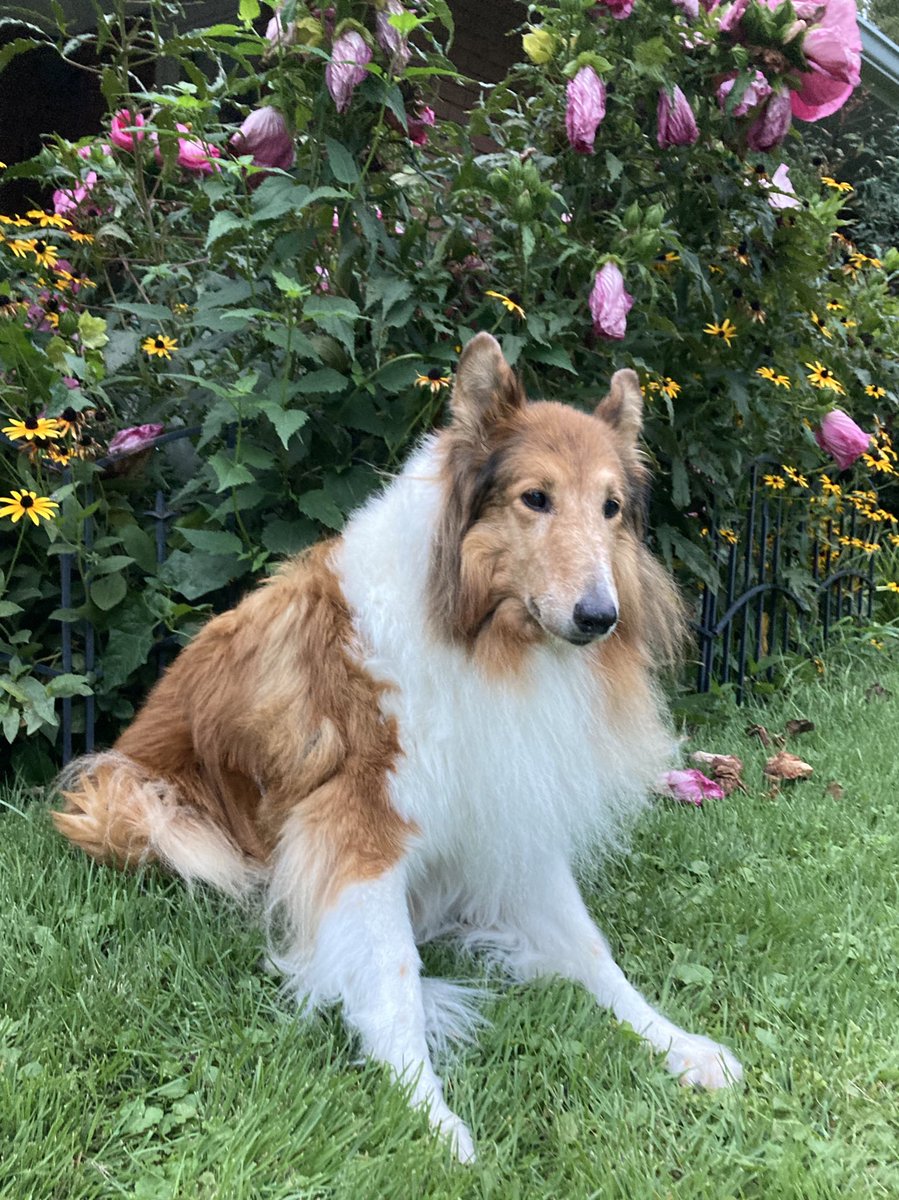 CollieCrusader's tweet photo. 🌺 Come on all you collieflowers, it’s time ⏰ to wakey 😴 wakey! We’ll check in with the hibiscus 🌺 later today to see if they’ve woken up and perked up!
#hibiscus #collieflower #collie #roughcollie #timetoriseandshine https://t.co/9qaSy2LRA0