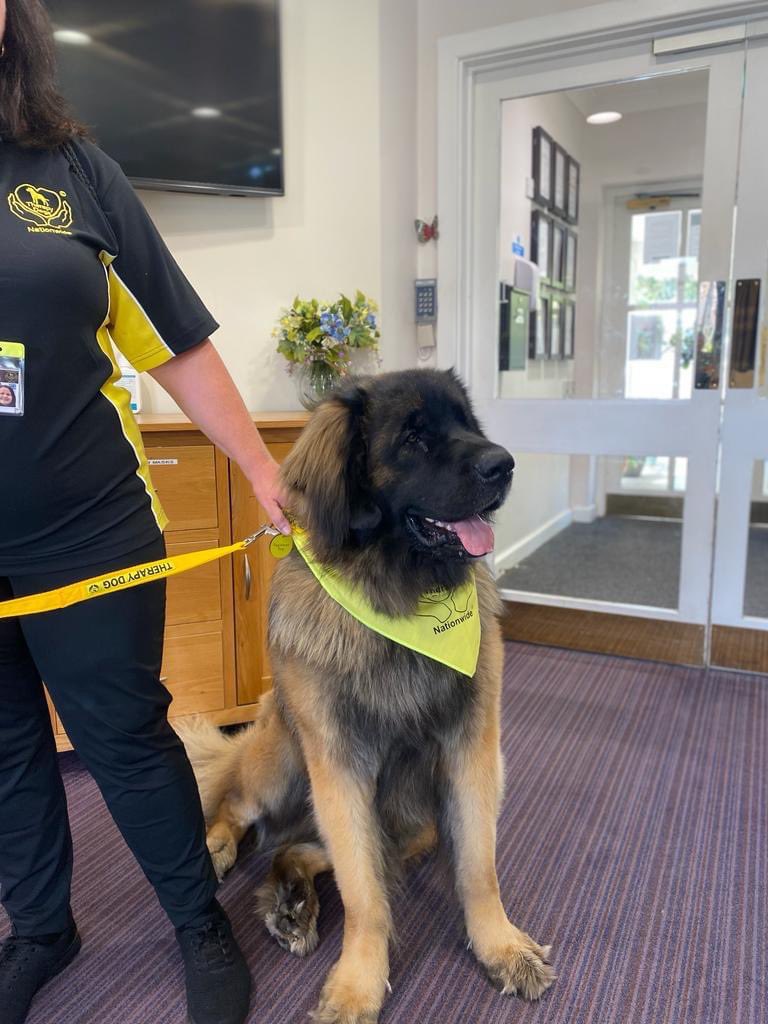 Therapy Dogs tweet media