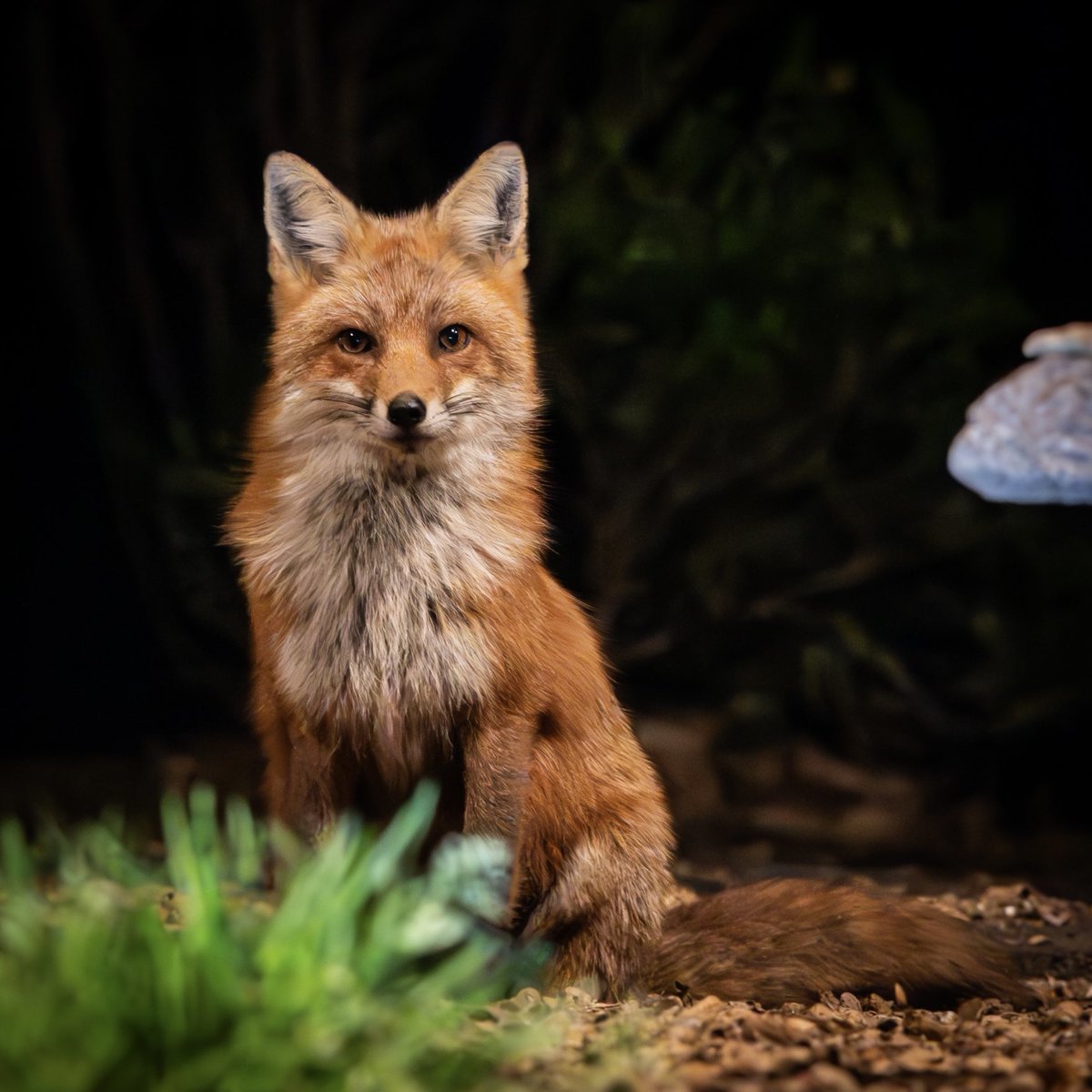 Chai is a new floof! 💞✨🦊🙌🏽