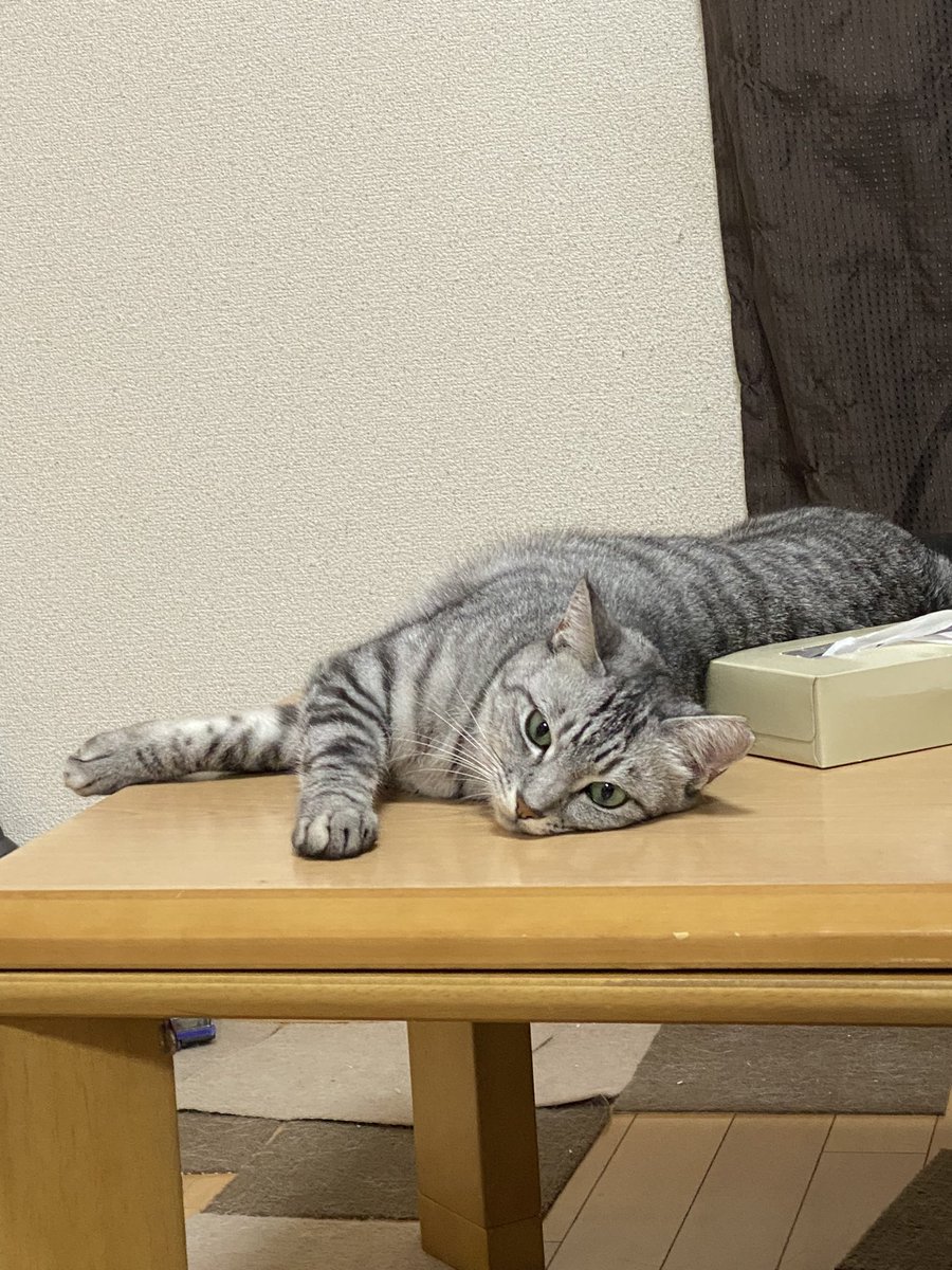 gomamemotijya's tweet photo. お仕事依頼待ってます
#SHEBACAT
#catfood
#猫 #猫好きさんとつながりたい
#ねこのいる幸せ #仕事探し #仕事依頼 https://t.co/0OeCBWBtD2