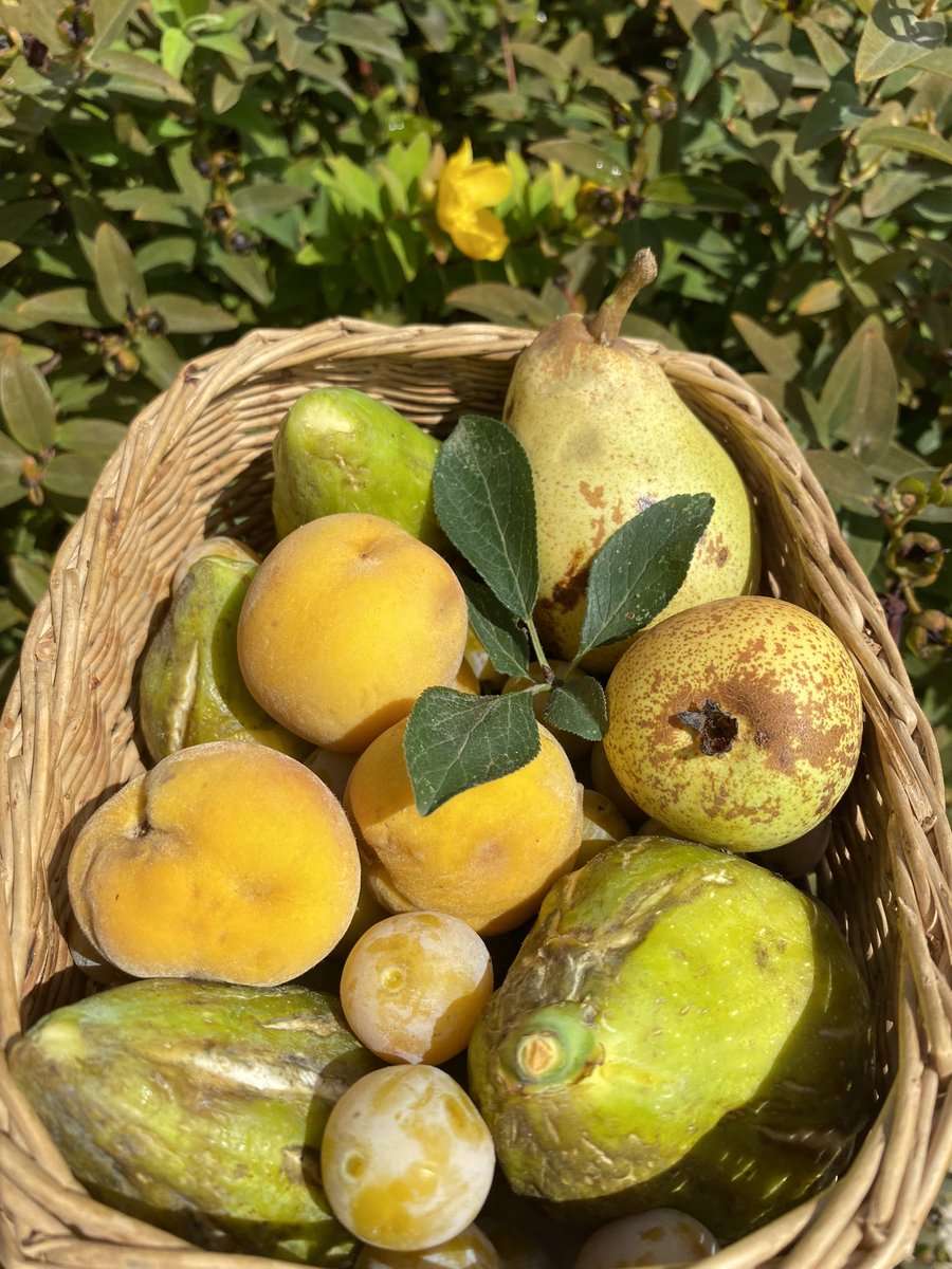 PerseusLeGrand's tweet photo. Il n'y a rien de mieux que de cueillir ses propres fruits ! https://t.co/uhgFsP2QKx