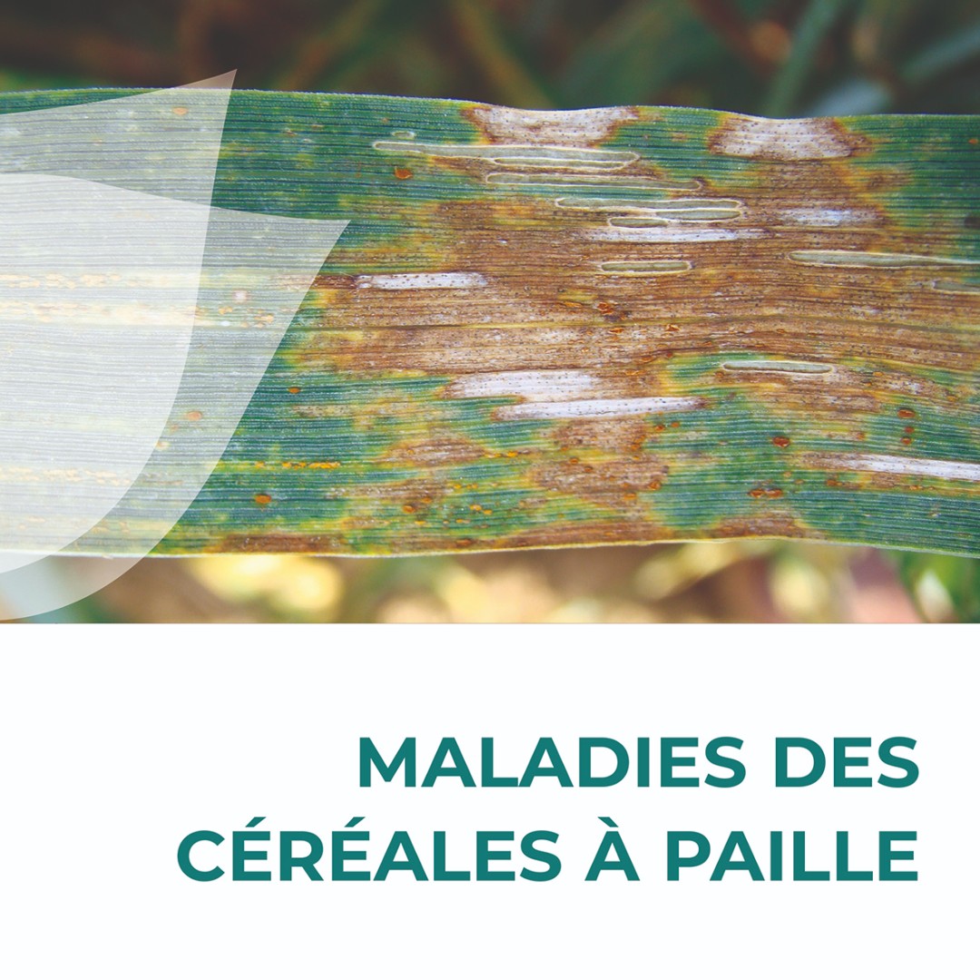 Arvalisofficiel's tweet image. 💥 La nouvelle brochure &quot;Maladies des céréales à paille&quot; est destinée à faciliter l’identification des maladies des céréales à paille 🌾

📗 Elle illustre grâce à de nombreuses photos les différents symptômes de la plupart des agents phytopathogènes 🩺

👀 ow.ly/XxBX50PsSEH
