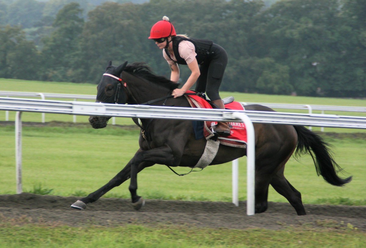 OldGoldRacing's tweet photo. 1, 2, 3, 4 - Fitz Perfectly up the Warren Hill Gallop 🙌

There are shares available in this filly, plus she has an entry @kemptonparkrace (AW) next week 🤞 

#fitzdares #1234 #fitzperfectly #oldgoldracing #ownapieceoftheaction #getyourheartracing https://t.co/6gocPd4aM4