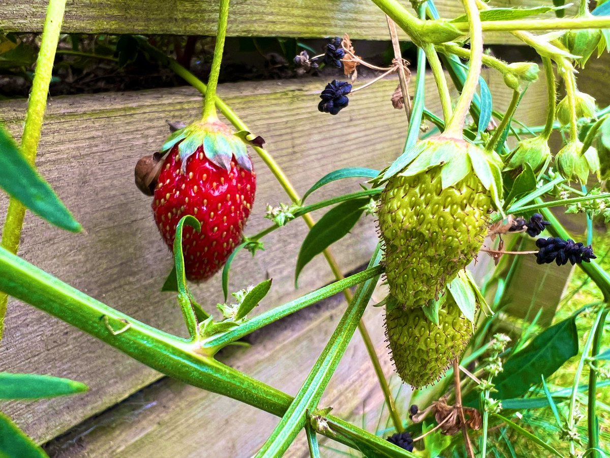 Been very poorly for a few months now,managed to have a mooch in the over grown garden,spotted more Strawberries?Has anyone else had a double crop? 🍓🍓🍓🍓🍓 🍓🍓🍓🍓🍓🍓 #NannysGardenWorld #Flowers #Garden #GardeningTwitter #strawberries #BanPlasticGrass #PeatFree