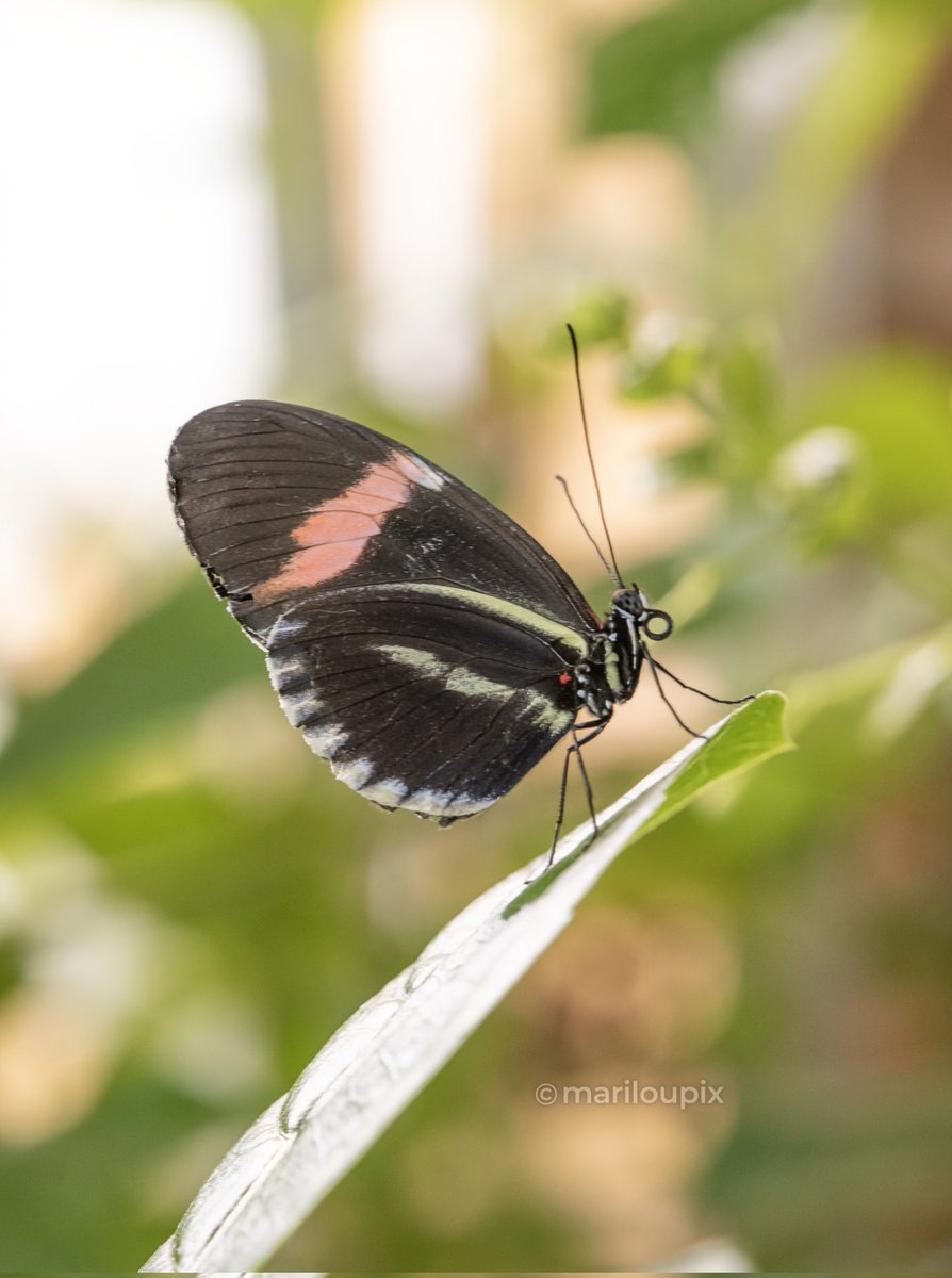 🦋✨Happy Thursday from a Postman butterfly!✨🦋
#ThePhotoHour #InsectThursday #Butterflies
#ButterfliesOfTwitter #NaturePhotography #photographylovers #PhotographyIsArt #Nikon