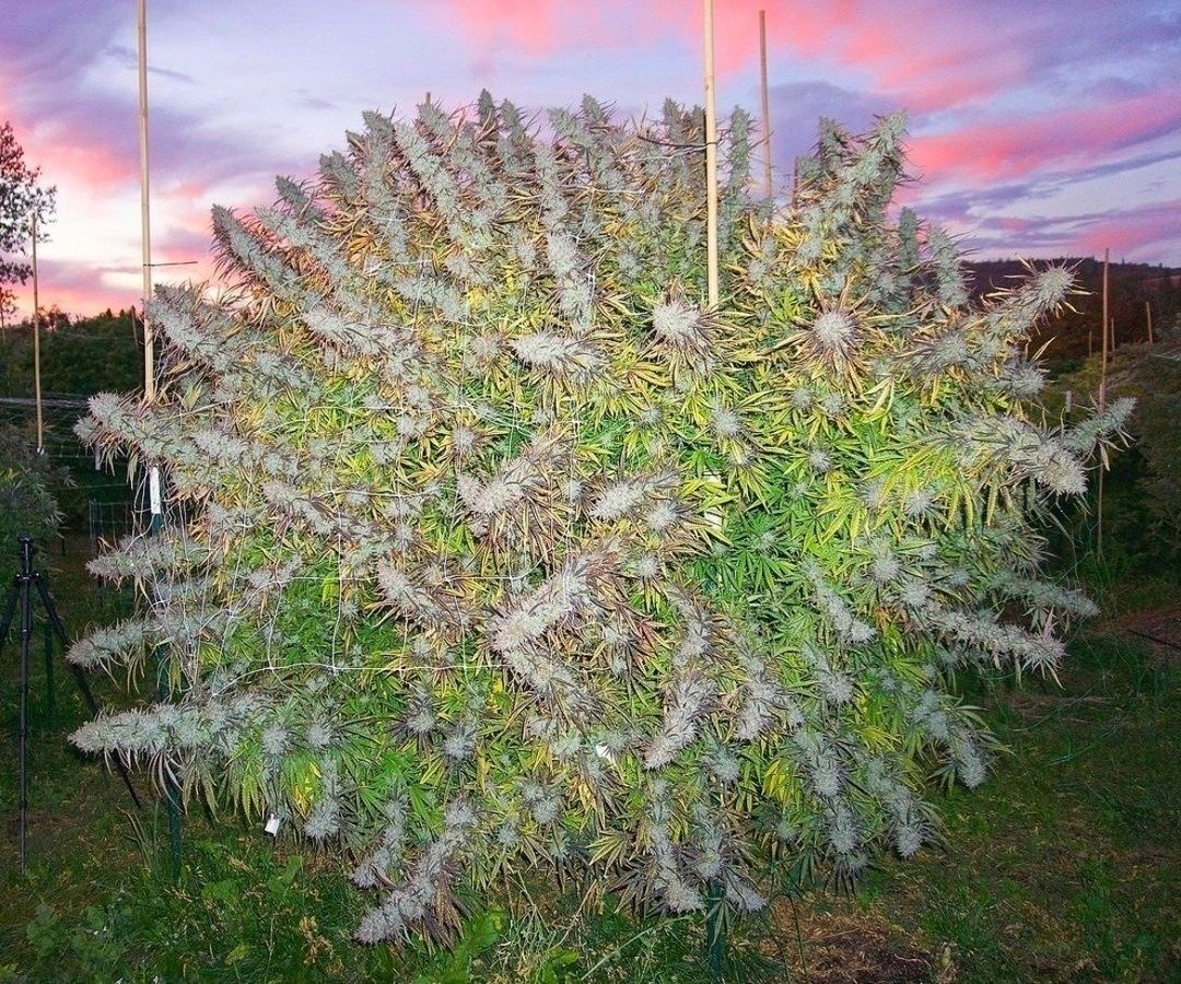 cannabishub's tweet photo. Given it's size, color, and flowers, it's looks almost ready to harvest?  👩🏻‍🌾✂️🧺

🌱 Pineapple Pomegranate
📸 roganjamassive https://t.co/Qy4ZuKvx3e
