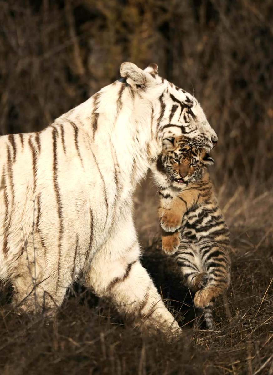 Beate Pechmann (@bppr_travel) on Twitter photo A dream for photographers: One of the only two wild white tigresses left in the world has recently given birth to three cubs <a href="/TigerCanyon/">Tiger Canyon</a> in #SouthAfrica
<a href="/SouthAfrica/">Visit South Africa</a>; <a href="/SouthAfricaANZ/">South African Tourism ANZ</a>; @RSA_Tourism; <a href="/southafricauk/">South African Tourism</a>; <a href="/mijnza/">Mijn Zuid-Afrika</a>; <a href="/dein_sa/">South African Tourism Central Europe</a> A dream for photographers: One of the only two wild white tigresses left in the world has recently given birth to three cubs <a href="/TigerCanyon/">Tiger Canyon</a> in #SouthAfrica
<a href="/SouthAfrica/">Visit South Africa</a>; <a href="/SouthAfricaANZ/">South African Tourism ANZ</a>; @RSA_Tourism; <a href="/southafricauk/">South African Tourism</a>; <a href="/mijnza/">Mijn Zuid-Afrika</a>; <a href="/dein_sa/">South African Tourism Central Europe</a>