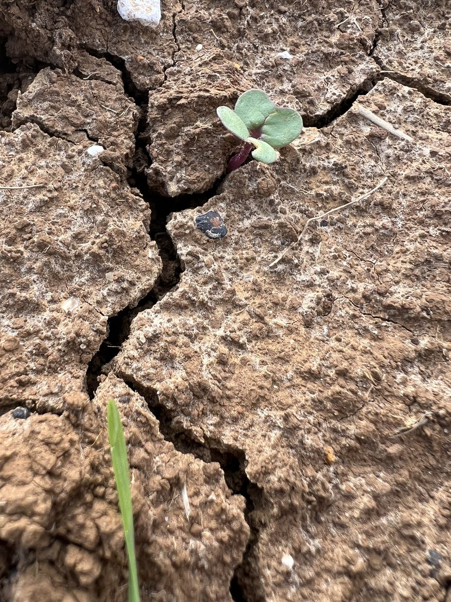 Quand tu as pris 50mm 3 jours après semis et que le mini colza profite de la moindre petite faille pour faire surface. 🚜🌼🐝