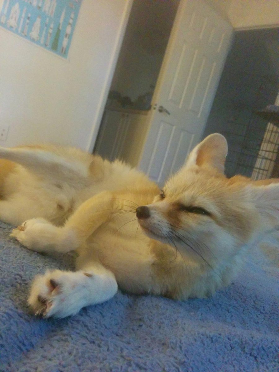 FopsHourly's tweet image. [🔗](api.tinyfox.dev/hourly/HourlyF…)