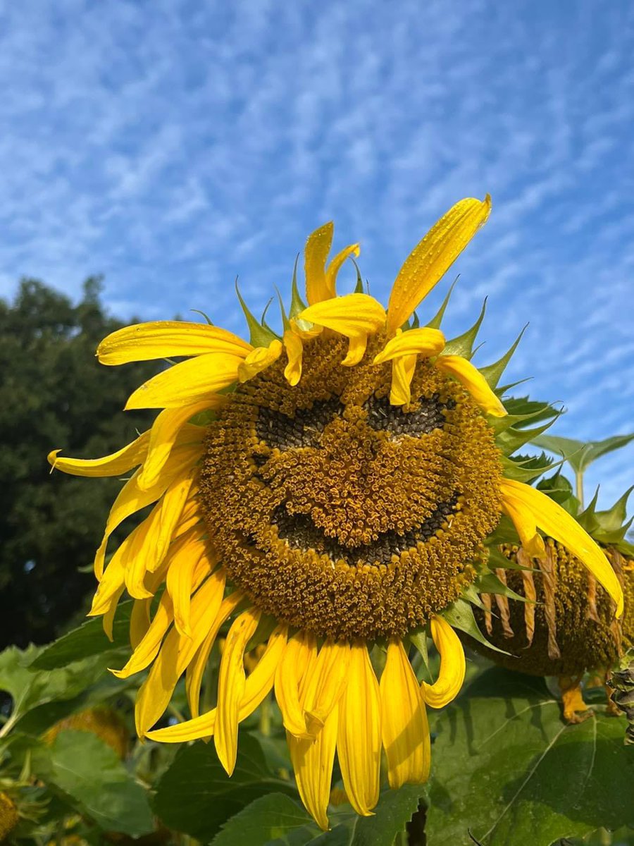 As our beautiful sunflower maze gets towards the end of the season, the flowers start to become seed heads, great for amazing art! Look what our creative visitors have done🌻😍🌻 Our last day to visit this year is Mon 4th Sept #sunflowers #sunflowerphotography #sunflowermaze