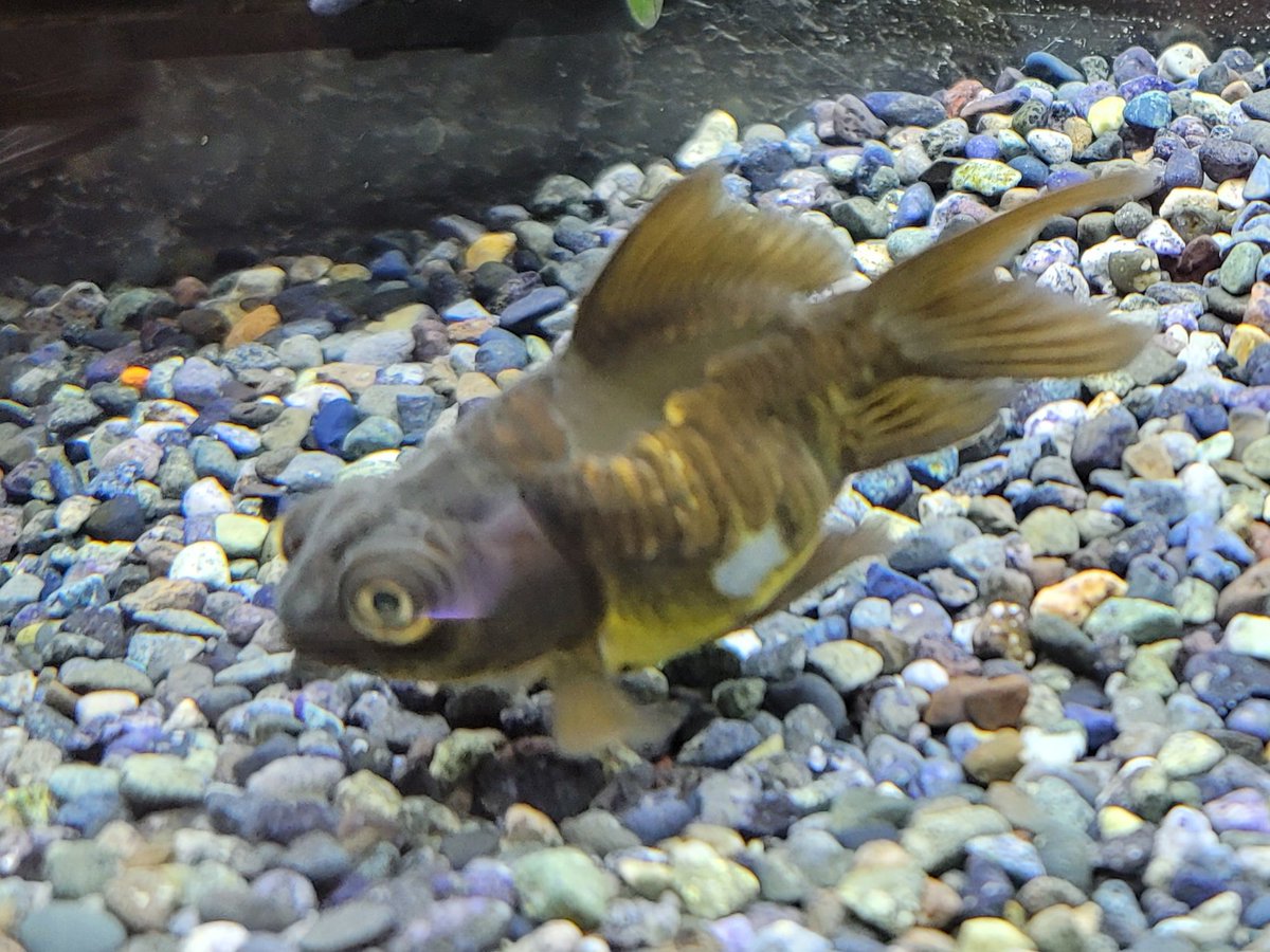 kanedai_ebina's tweet photo. 国産金魚入荷情報  https://t.co/hzJpF6tGWq https://t.co/3rtRd1LHPl