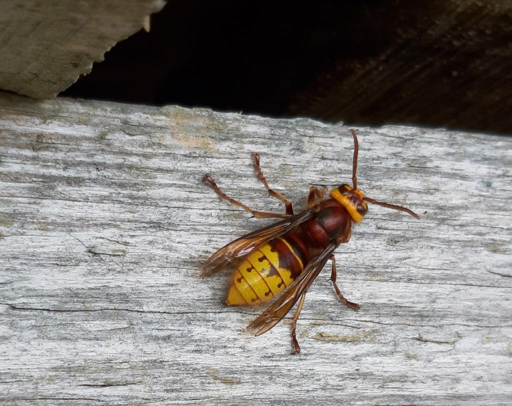 Janet Mee tweet media