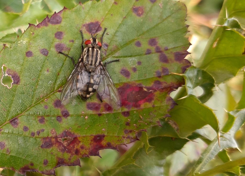 Janet Mee tweet media