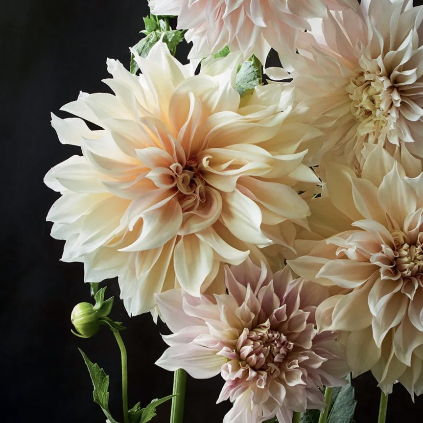 Dahlia love ❤️ 

#dahlialove #dahliaseason #dahlia #dahliacafeaulait #flowers #flowerpower #flowerlove #blooms #flowersmakepeoplehappy