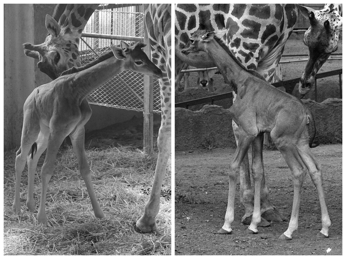 【画像集】 世にも珍しい「模様のないキリン」がアメリカで誕生     ⇩ 実は70年代の上野動物園にもいたって知ってた?   知られざるキリンの姉妹、リョウコとトシコについて調べてみました (📷 時事通信社)