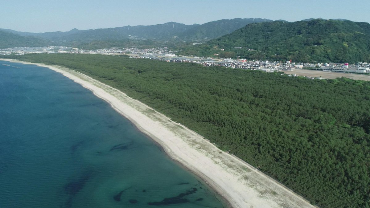 n_docu's tweet photo. #NNNドキュメント 9/3深夜は｢危険木Ｄｰ６ ~100万本の景観の犠牲~｣佐賀の ＃特別名勝 、＃虹の松原 で折れた松の木と車が衝突。男児が命を落とした。松は以前から危険性が指摘されていたものだった… 制作 #福岡放送 ＃FBS https://t.co/xTWXDohU4u