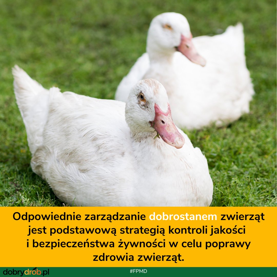 dobry_drob's tweet photo. #Dobrostan #BezpieczeństwoŻywnościowe #FPMD @thepoultrysite https://t.co/MzYFdGsFy0 https://t.co/pVwQiJaWnM