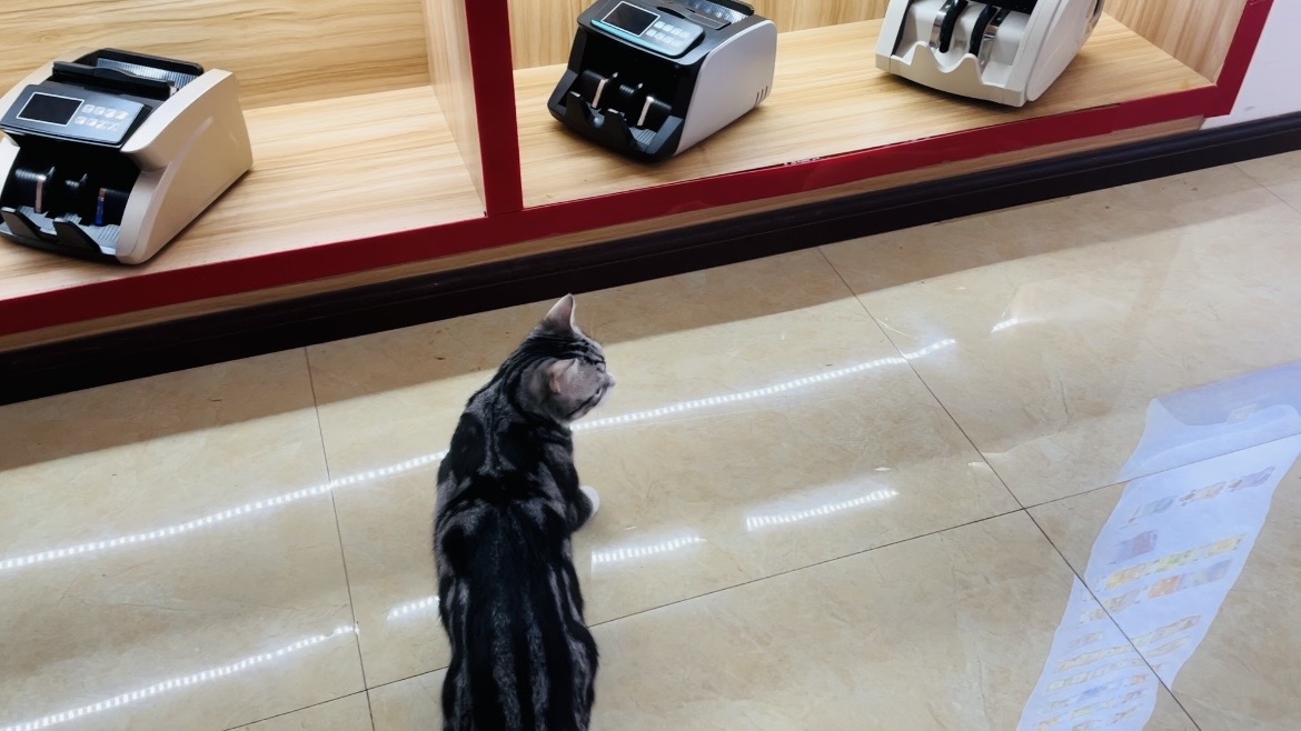 ZhejiangUnion's tweet image. Everyone, please look at our kitty engineer.🥰#moneycounter #billcounter