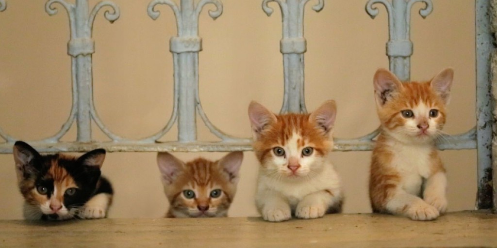 Electric Palace (@electric_palace) on Twitter photo Peekaboo! Kittens and cats galore in KEDI - today at 11am & 7:30pm
*11am screening only £5 and a free cuppa - miaaaoww!
**7:30pm screening includes live music from Montague Armstrong - only a few tickets left for this special event!
<a href="/CoastalCurrents/">Coastal Currents Arts Festival</a>
electricpalacecinema.com/whats-on/kedi-3 Peekaboo! Kittens and cats galore in KEDI - today at 11am & 7:30pm
*11am screening only £5 and a free cuppa - miaaaoww!
**7:30pm screening includes live music from Montague Armstrong - only a few tickets left for this special event!
<a href="/CoastalCurrents/">Coastal Currents Arts Festival</a>
electricpalacecinema.com/whats-on/kedi-3