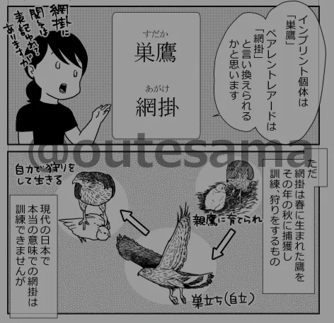 実は5月の終わりから一ケ月間キルギスに行ったのは、日本での鷹詞で言う「巣鷹」を取る時期だろうから、取りに行くなら同行調査をしてほしいというのが、相馬先生から課された任務のひとつでした。
つまり、巣からヒナをとってきて、そのヒナを育てて…というやり方です。 