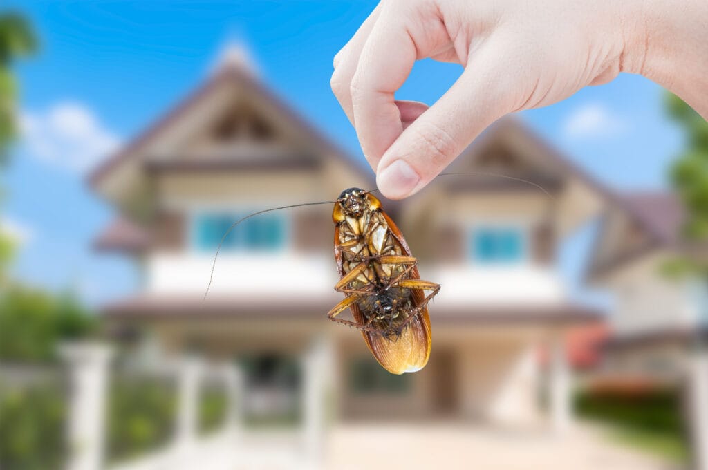pestexperts_zw's tweet photo. Pest of the week - Cockroaches🪳

These resilient pests thrive in warm, damp places and can survive on just about anything. They're masters of sneaking into homes and wreaking havoc on pantries.

#pestoftheweek #pestcontrol #pestexperts https://t.co/gJsDo8Z07H