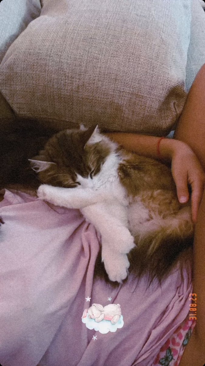 selenyum87's tweet photo. Şu güzelliğe bakar mısınız? #CatsOnTwitter https://t.co/TTp2Py7iPM